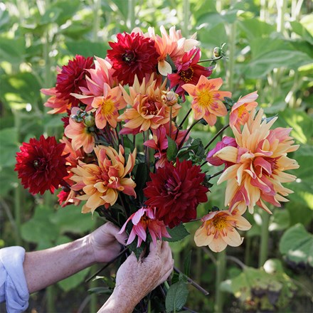 Jewel garden dahlia collection