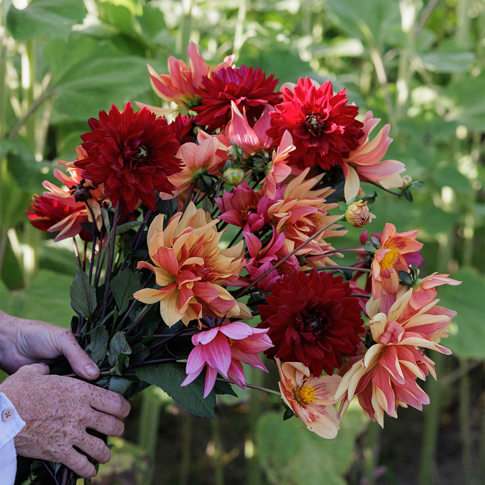 Jewel garden dahlia collection