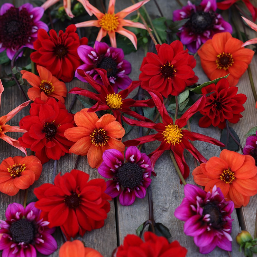 John's pollinator 5 varieties dahlia collection