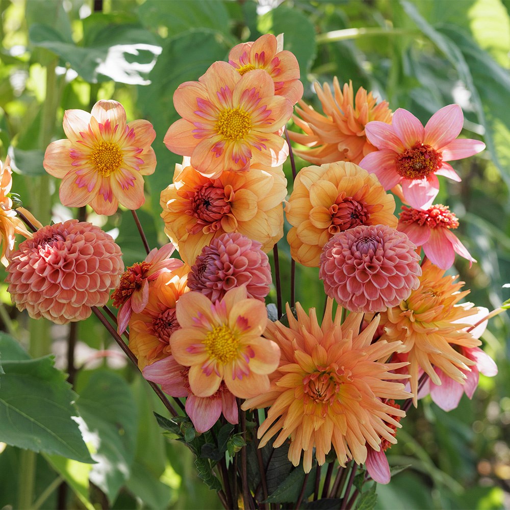 Tangerine twist 5 varieties dahlia collection
