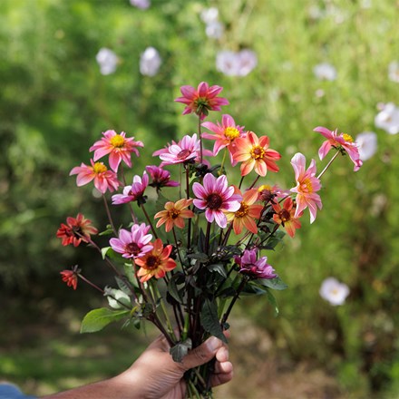 Ashley's balcony dahlia collection