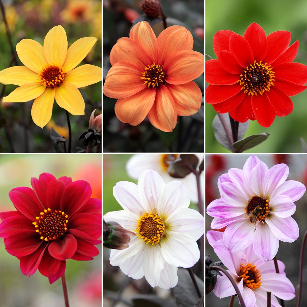Pollinators the bishops dahlia collection
