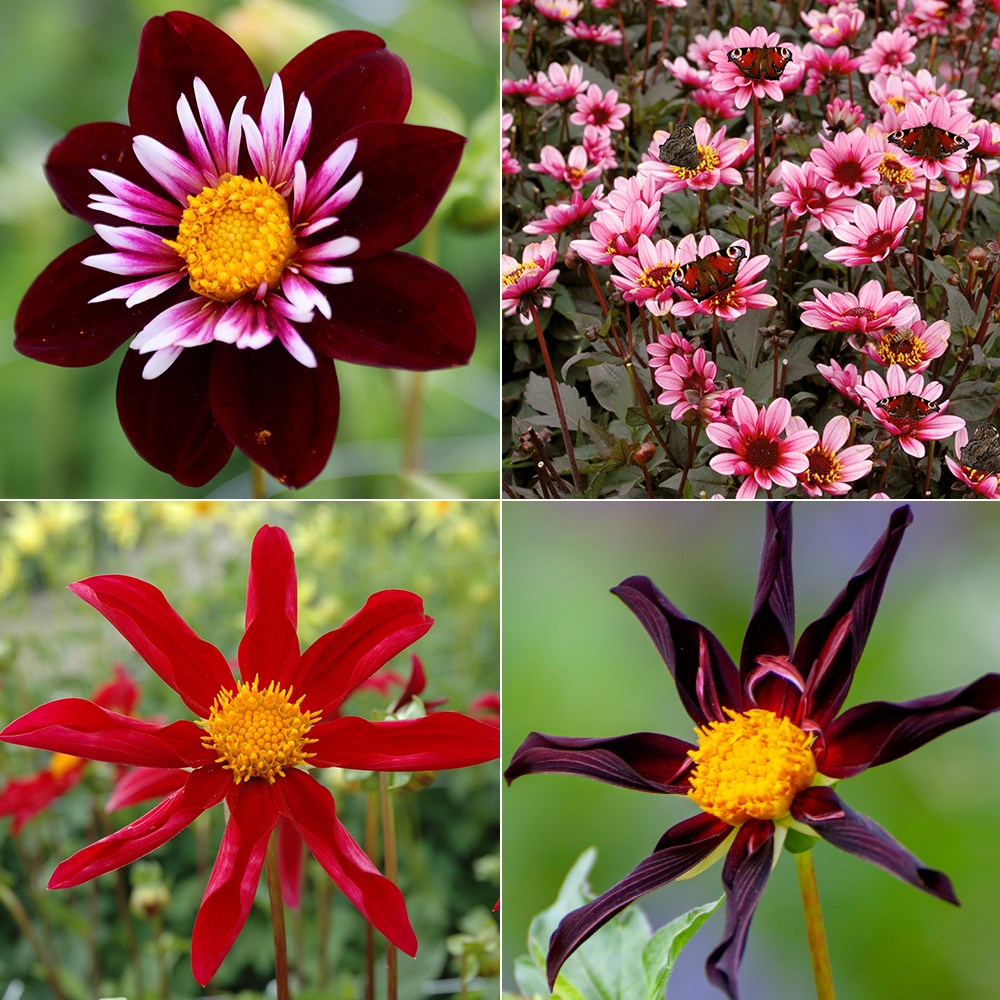 Pollinators dark and exquisite dahlia collection