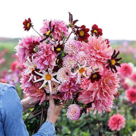 Lucy's border dahlia collection