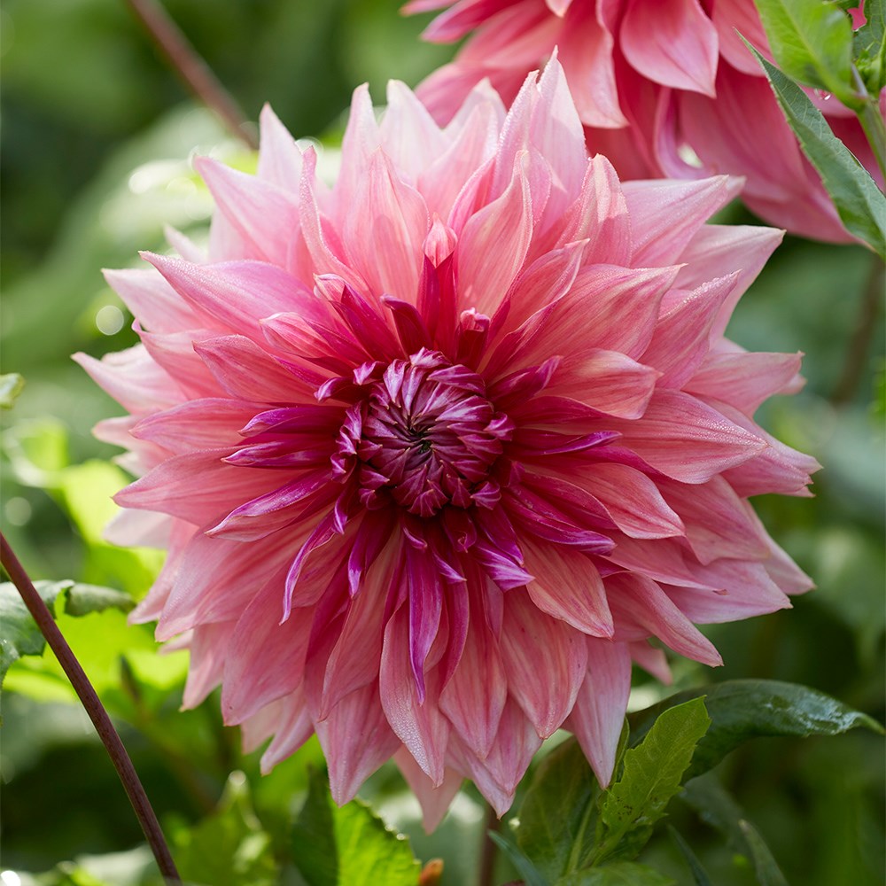 <i>Dahlia</i> 'Penhill Dark Monarch'