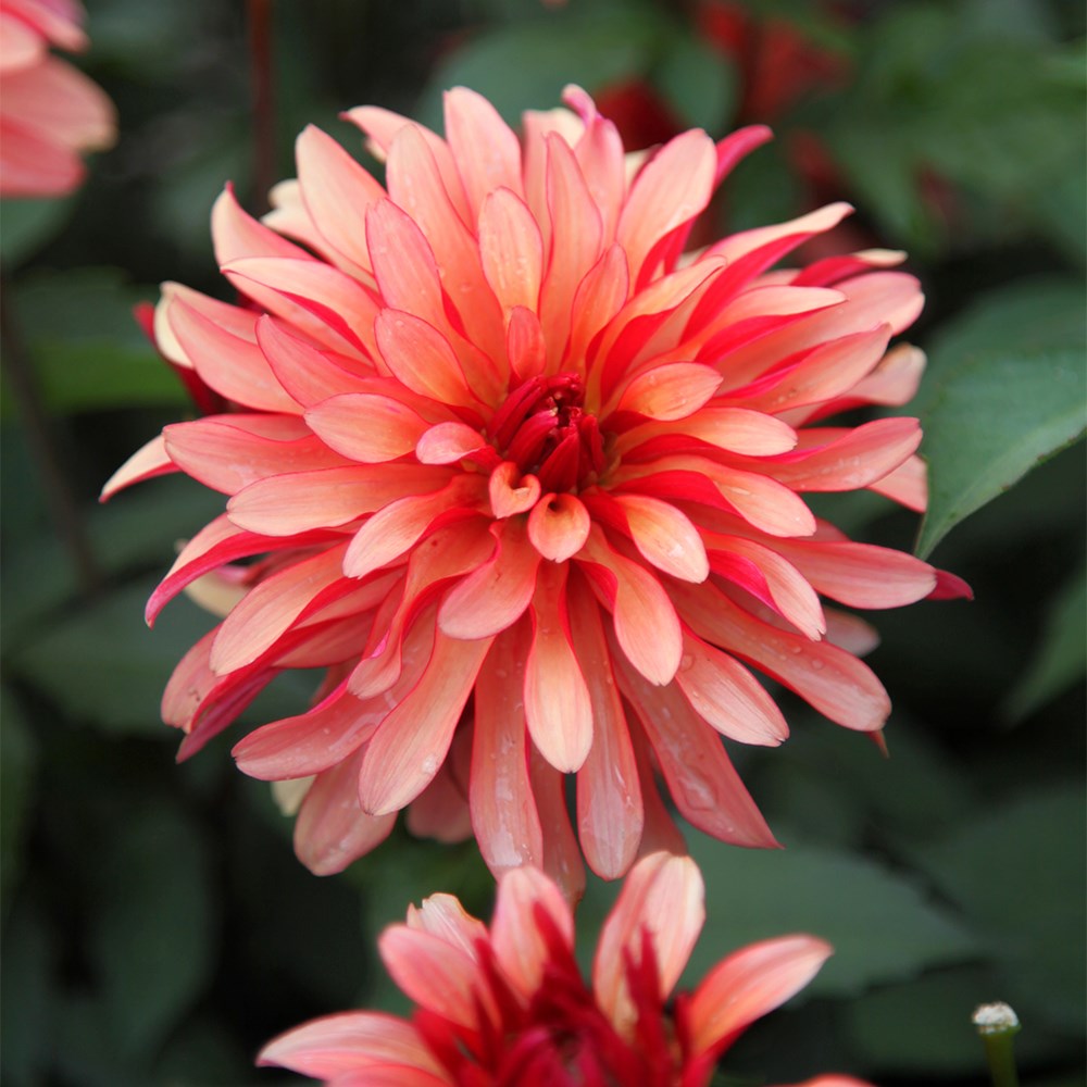<I>Dahlia</I> 'Gallery Art Deco' (Gallery Series)