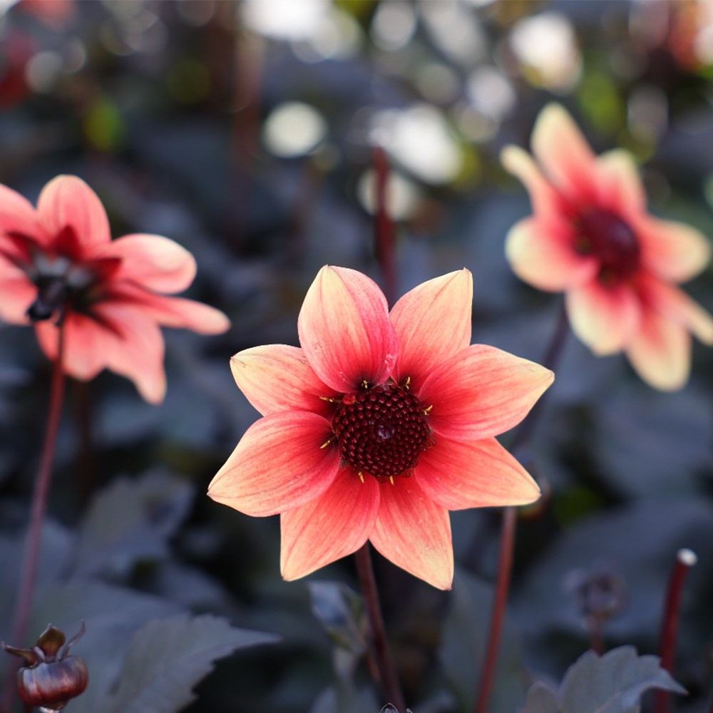 <i>Dahlia</I> <b class=small-caps>Dragon Ball</B> ('Vdtg31') (PBR) (Dark Angel Series)