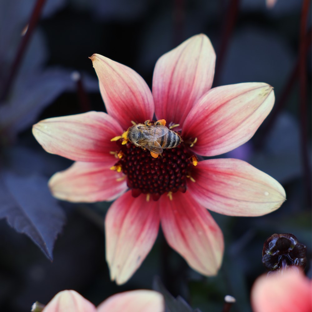 <i>Dahlia</I> <b class=small-caps>Dragon Ball</B> ('Vdtg31') (PBR) (Dark Angel Series)