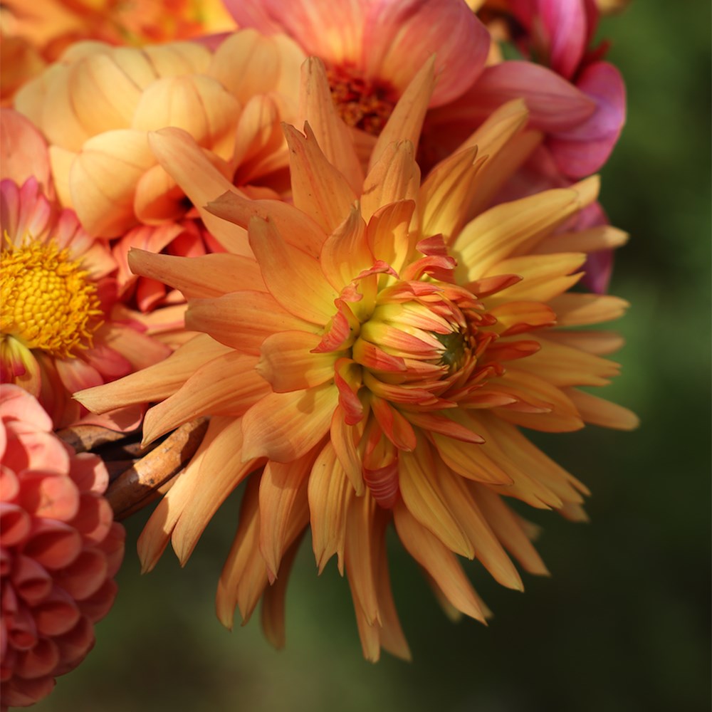 <i>Dahlia</i> 'Ludwig Helfert'