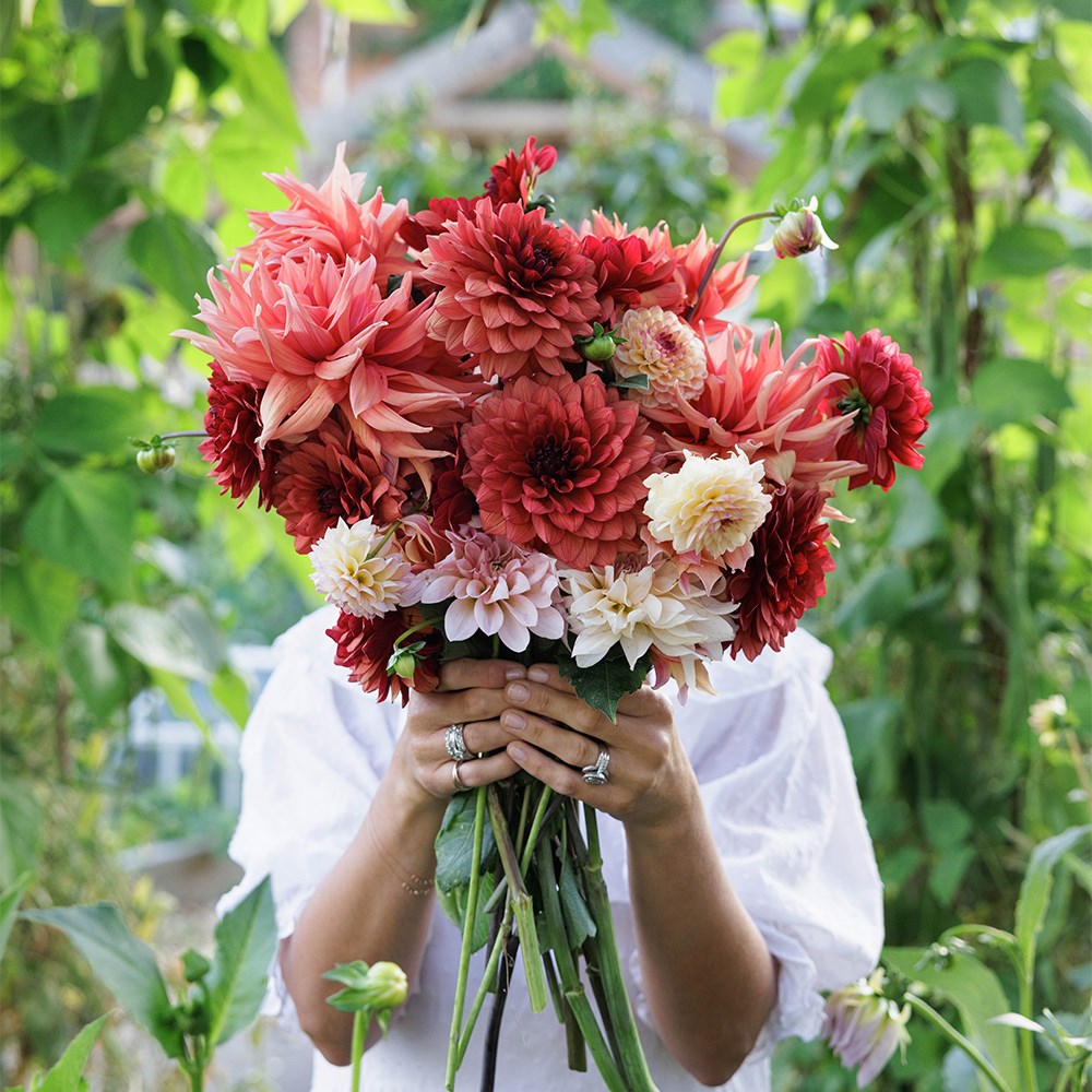 Mulberry twirl dahlia collection