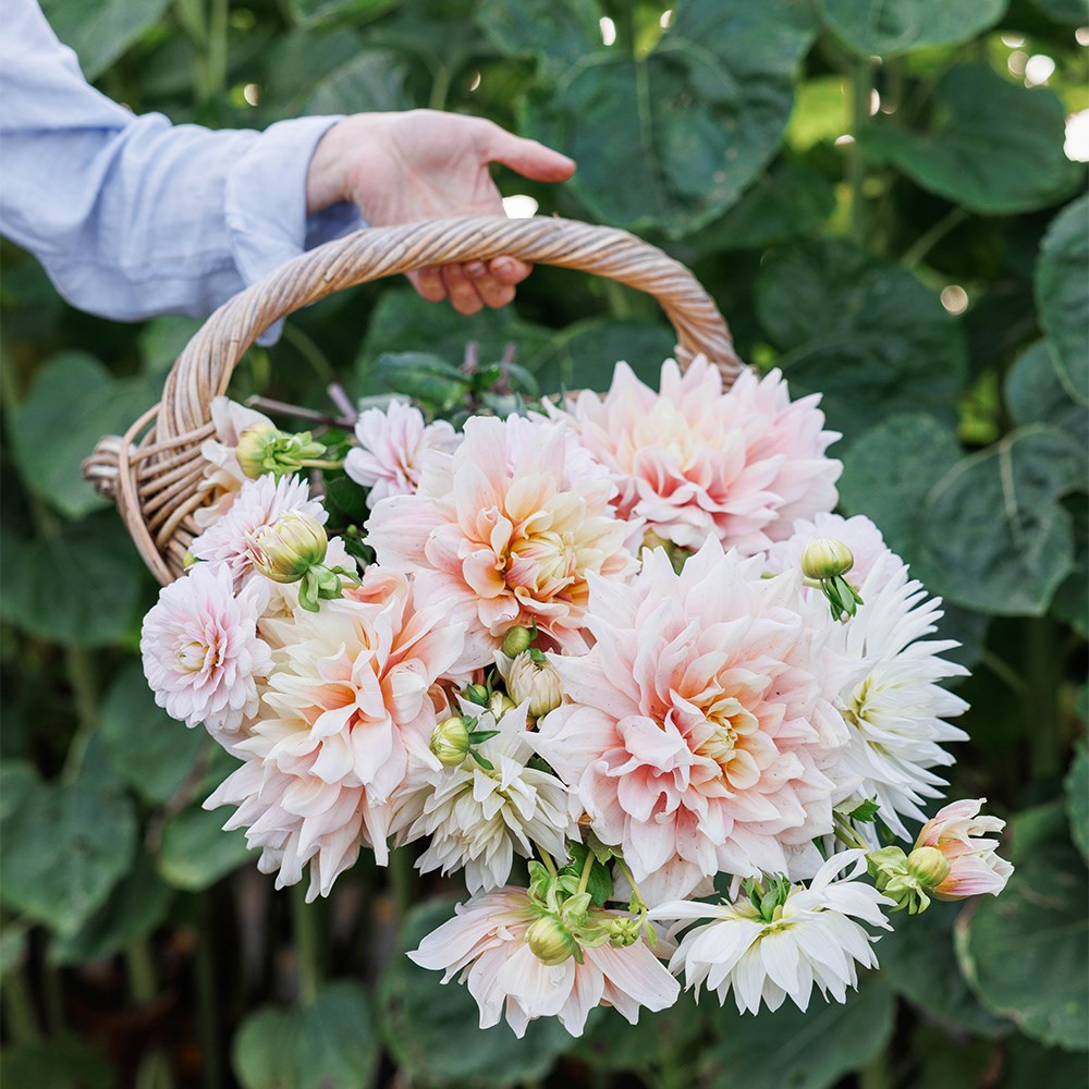 Candyfloss dahlia collection