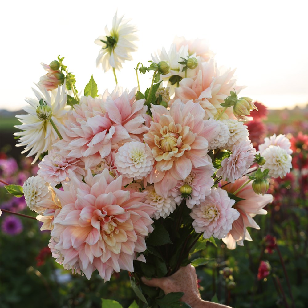 Candyfloss dahlia collection