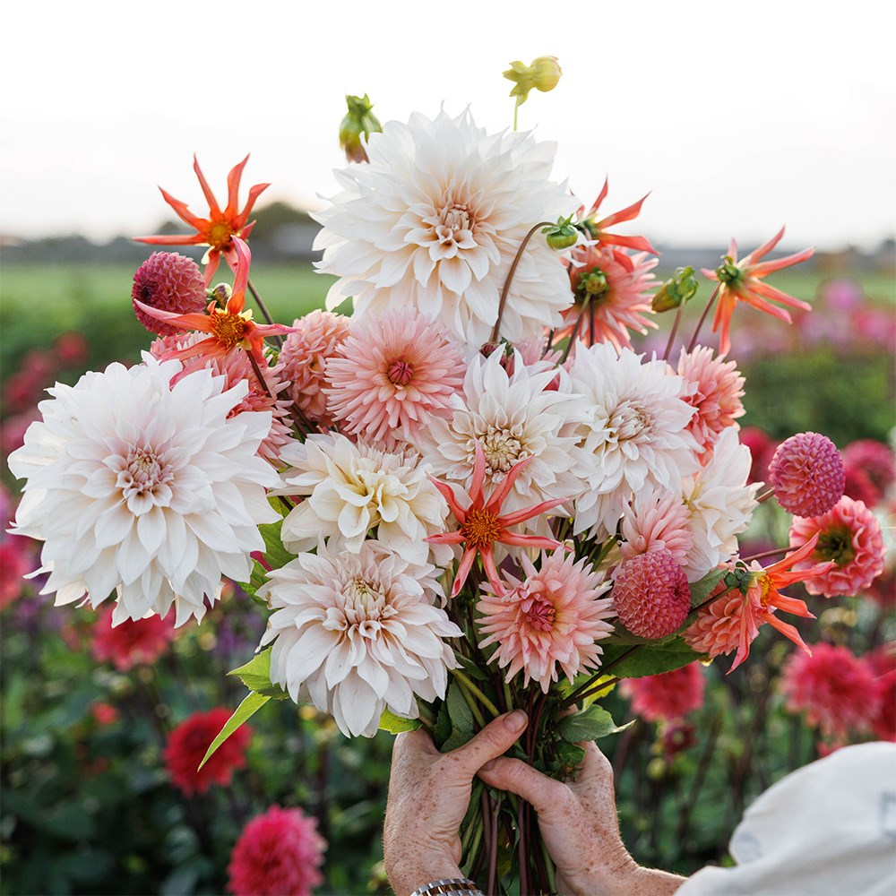 Cutting garden dahlia collection