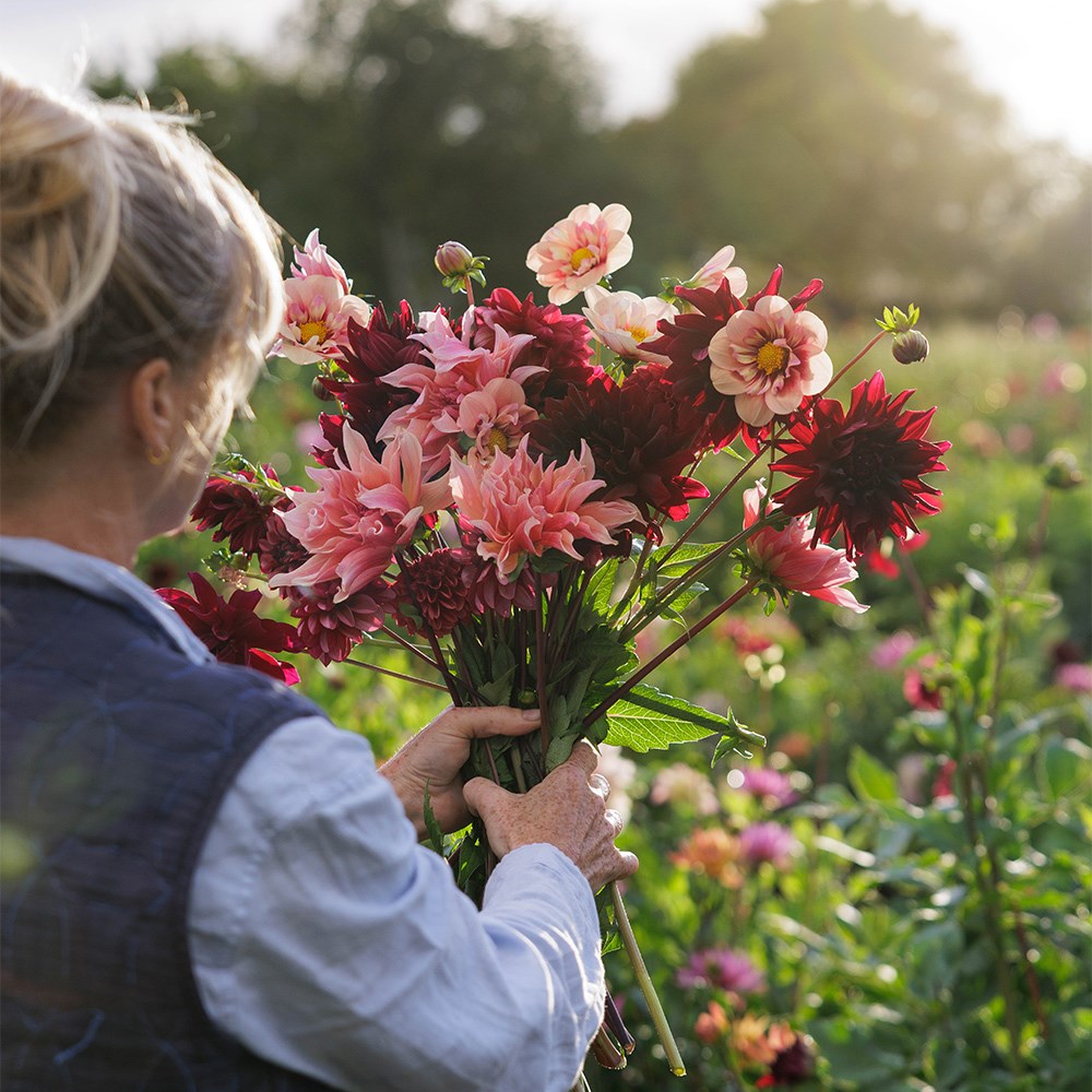 Velvet 5 varieties dahlia collection