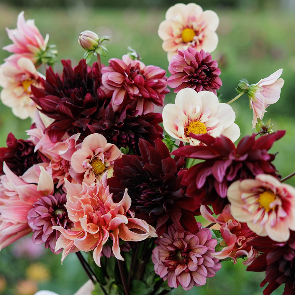 Velvet dahlia collection
