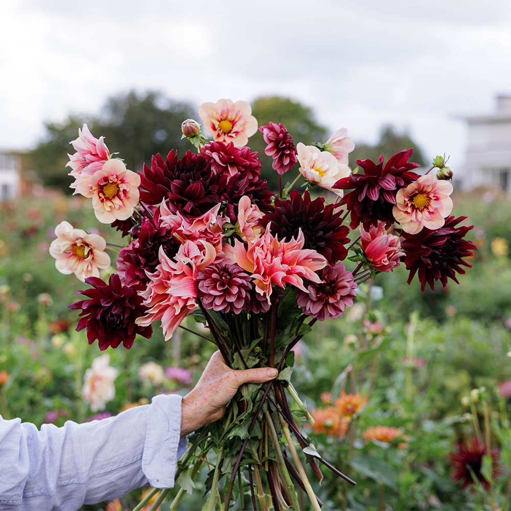 Velvet dahlia collection