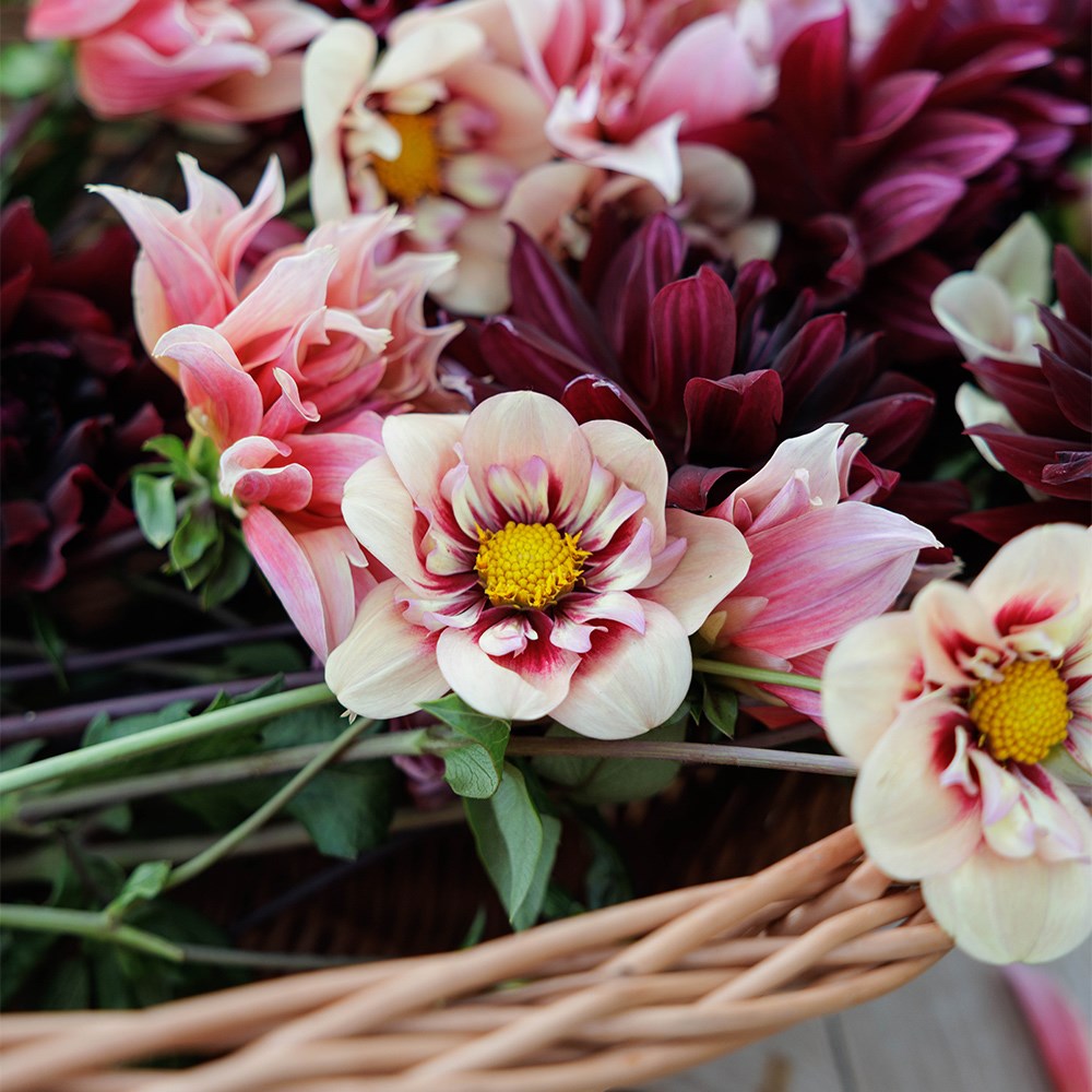 Velvet dahlia collection