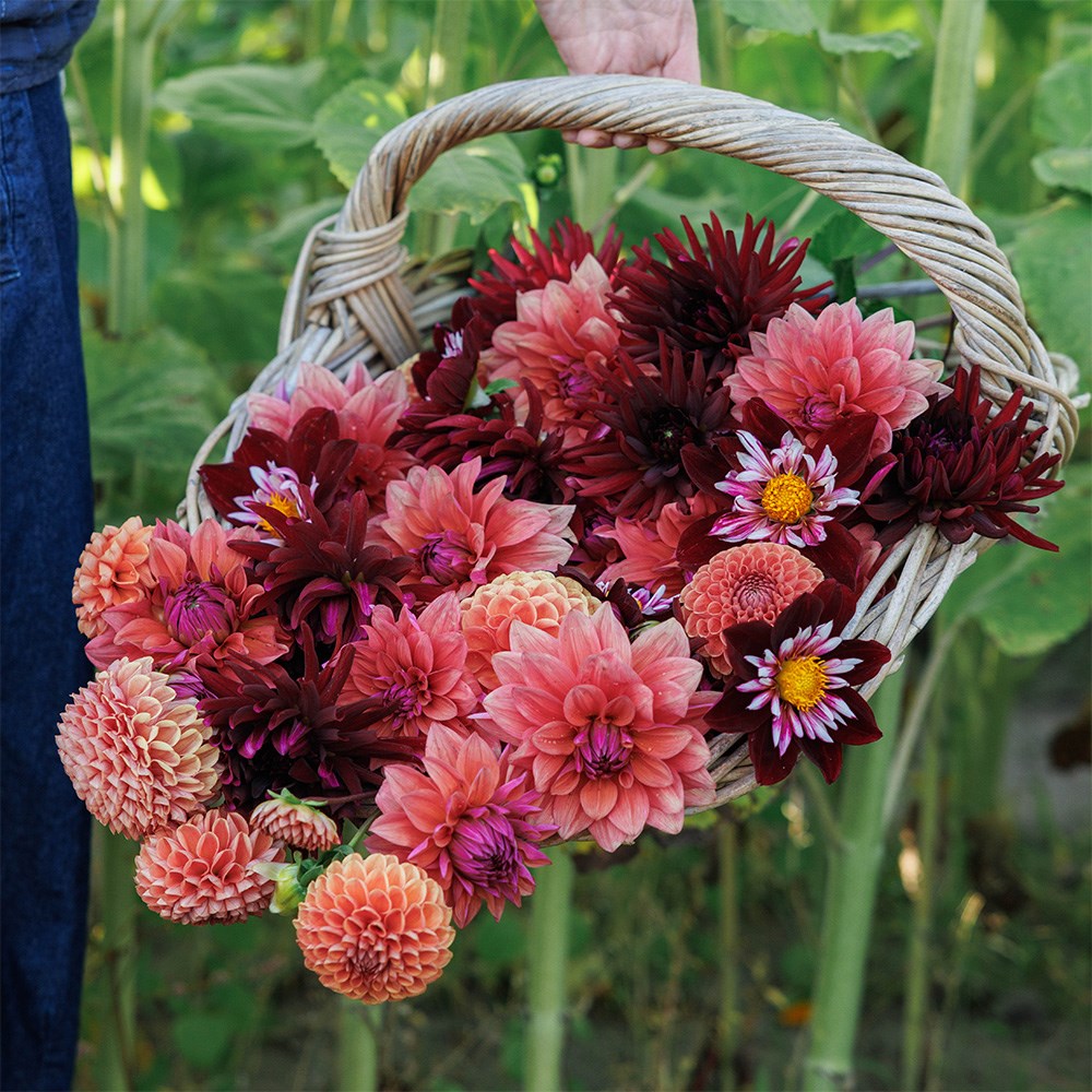 Proud Mary dahlia collection