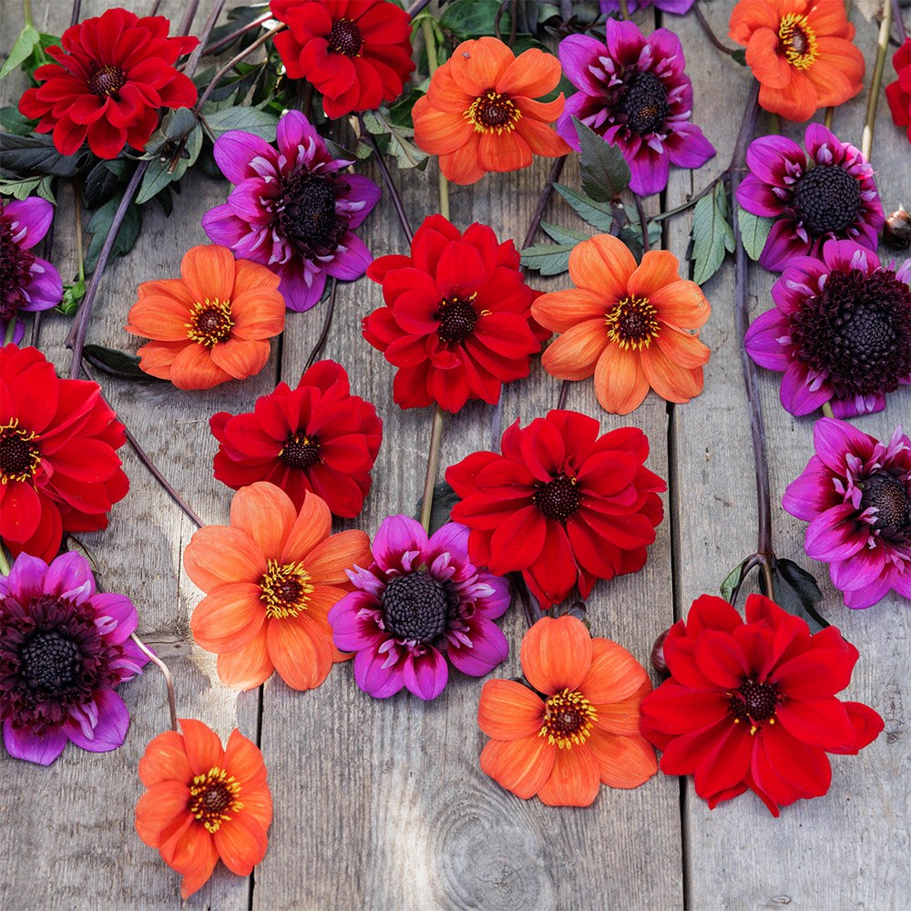 John's pollinator dahlia collection