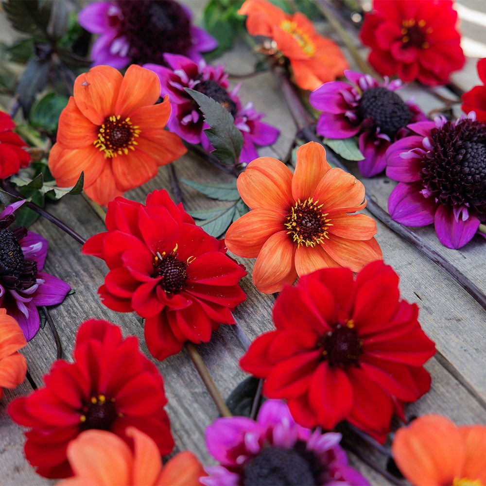 John's pollinator dahlia collection