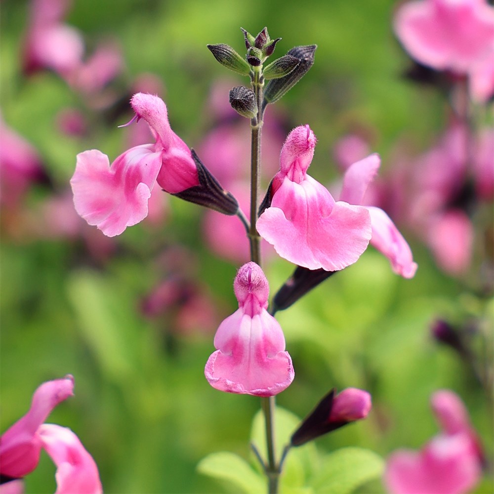 <i>Salvia</i> 'Angel Wings'