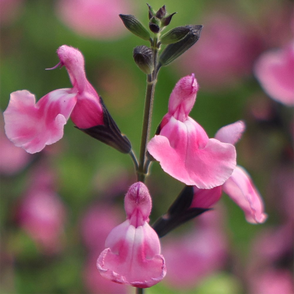 <i>Salvia</i> 'Angel Wings'