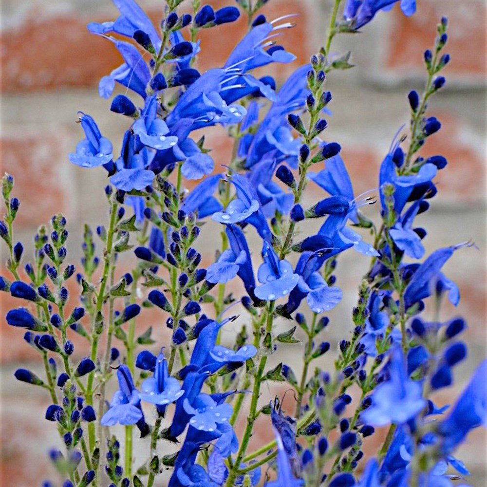 <i>Salvia</i> 'Blue Butterflies'