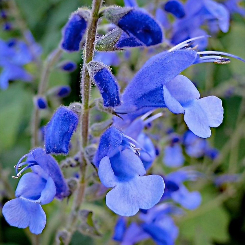 <i>Salvia</i> 'Blue Butterflies'