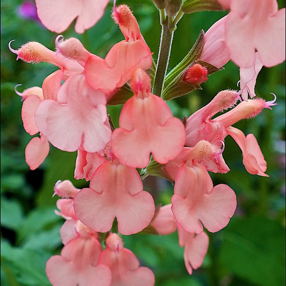 <i>Salvia</I> × <I>jamensis</I> 'California Sunset'
