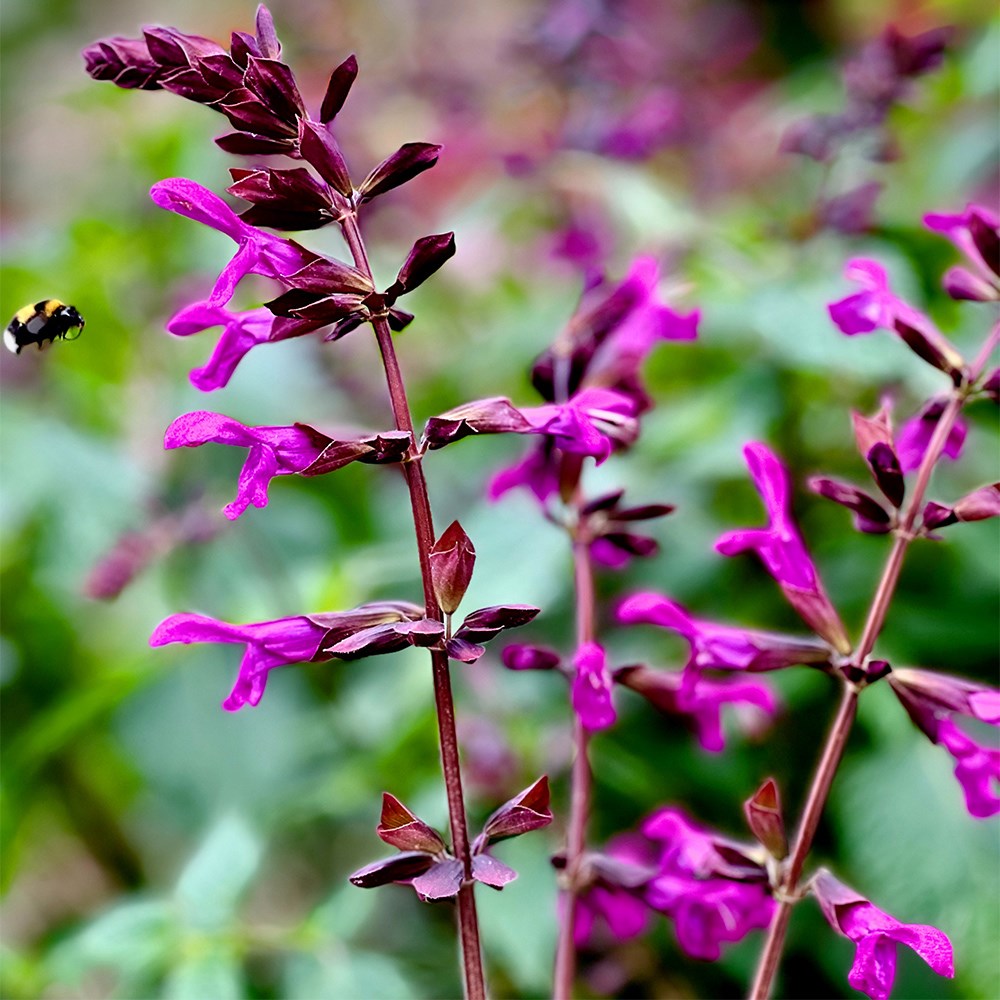 <i>Salvia</i> 'Berry Blast'