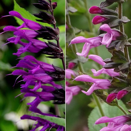 The Amistad salvia collection