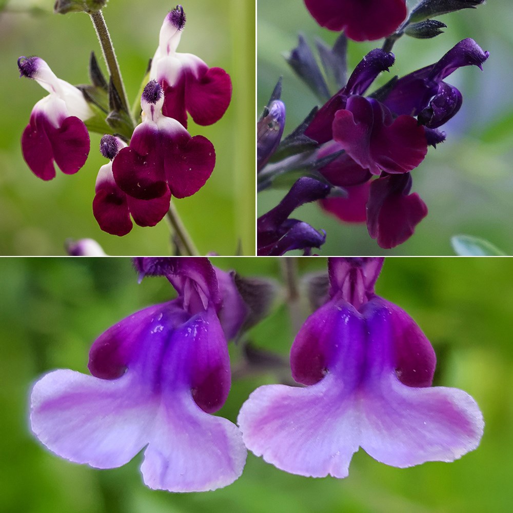 Best purple salvia collection
