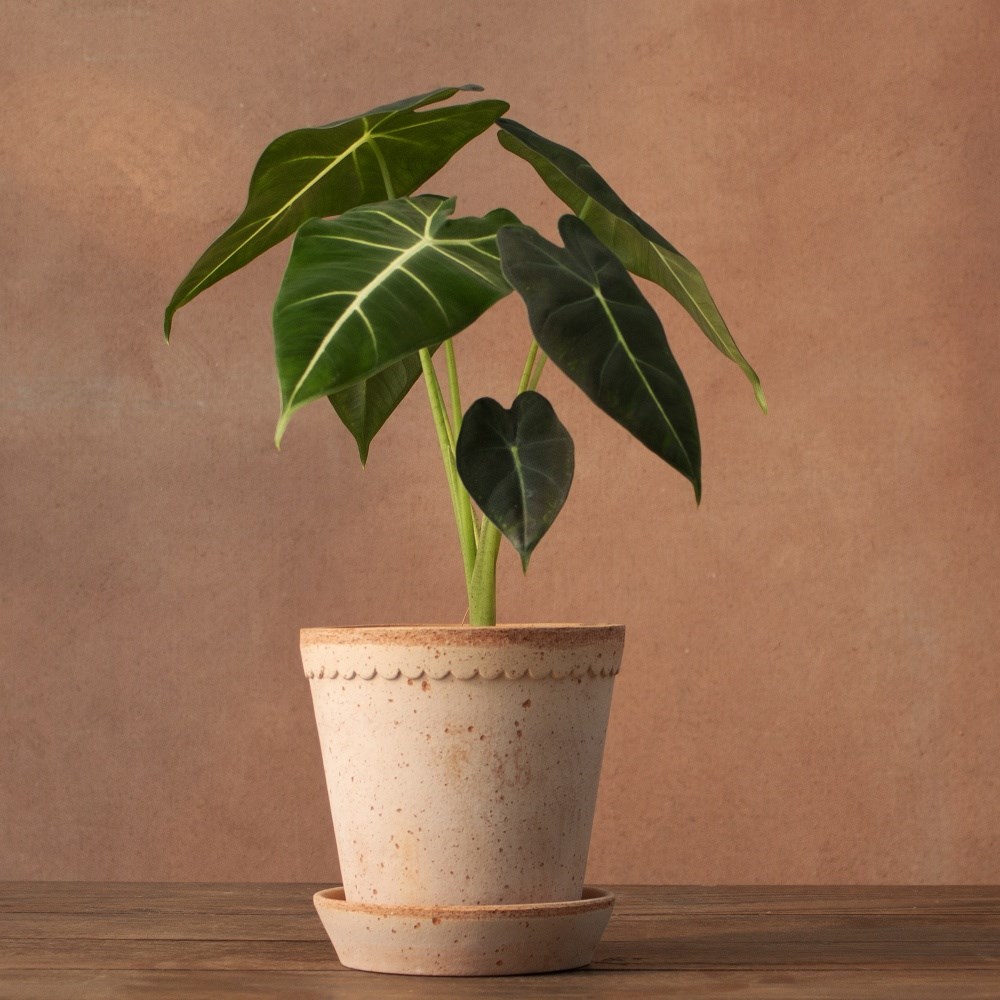 <i>Alocasia</i> 'Frydek'