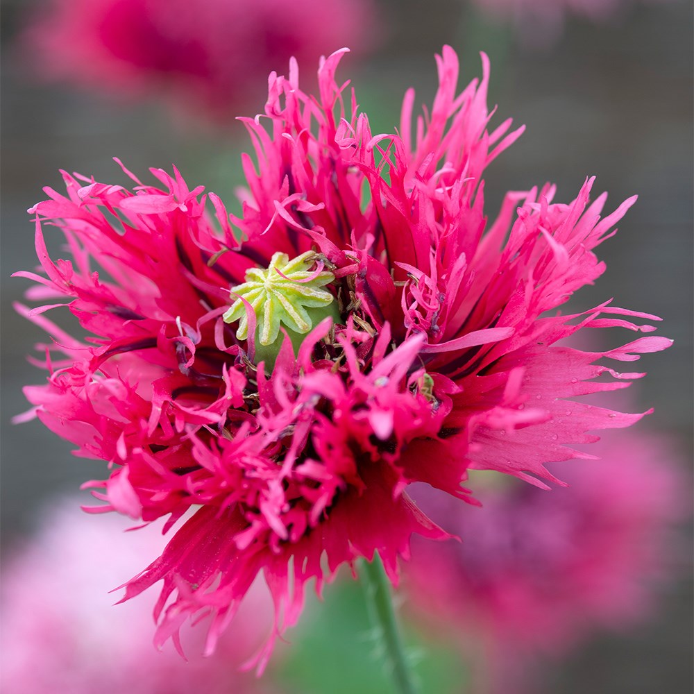 <i>Papaver</i> 'Rose Feathers'
