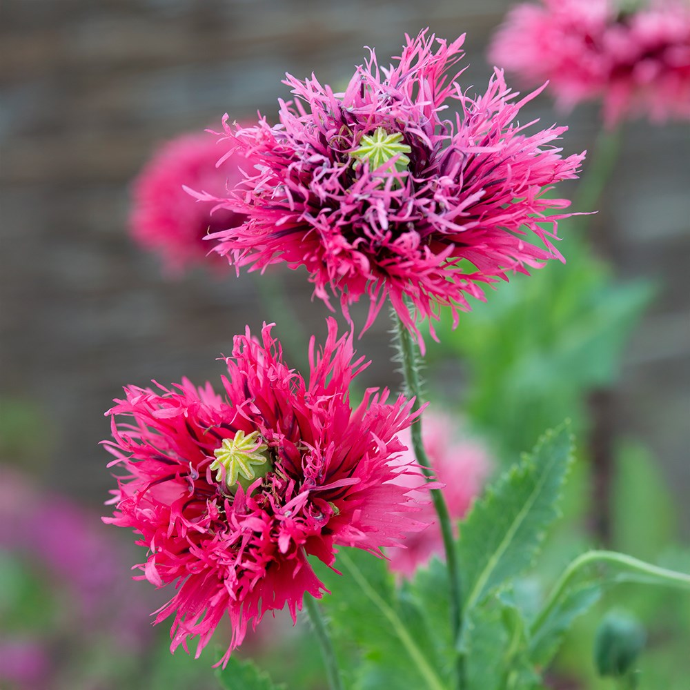 <i>Papaver</i> 'Rose Feathers'