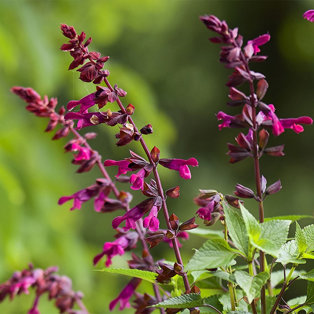 <i>Salvia</i> <b class=small-caps>Strawberry Lake</b> ('Tl966') (Salgoon Series) (PBR)