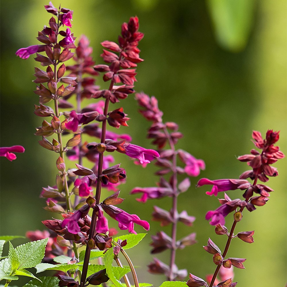 <i>Salvia</i> <b class=small-caps>Strawberry Lake</b> ('Tl966') (Salgoon Series) (PBR)