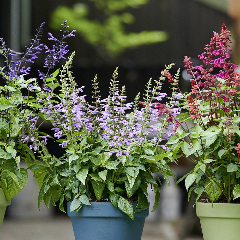Best salvias for pots collection