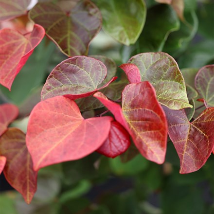 Cercis canadensis Hearts A' Fire ('JN100') (PBR)