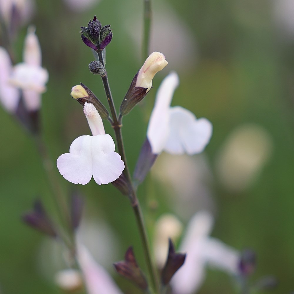 <i>Salvia</i> 'Cream Soda'