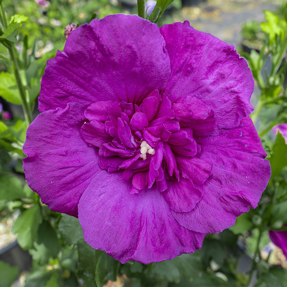 <i>Hibiscus syriacus</i> <b class=small-caps>Purple Chiffon</b> ('Rwoods8') (PBR) (Chiffon Series)