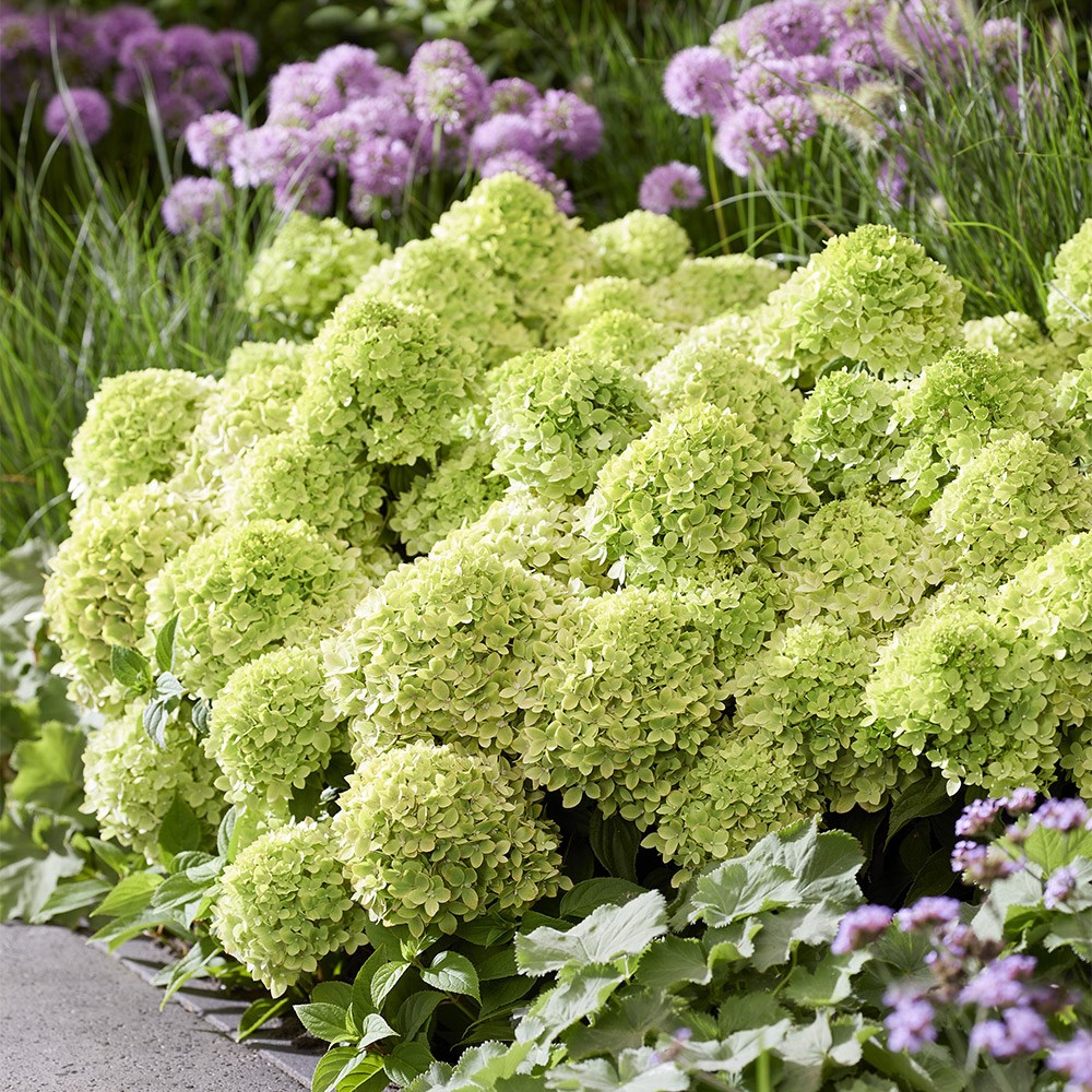 <i>Hydrangea paniculata</i> <b class=small-caps>Groundbreaker Greeny</b> ('Lc no24') (PBR)