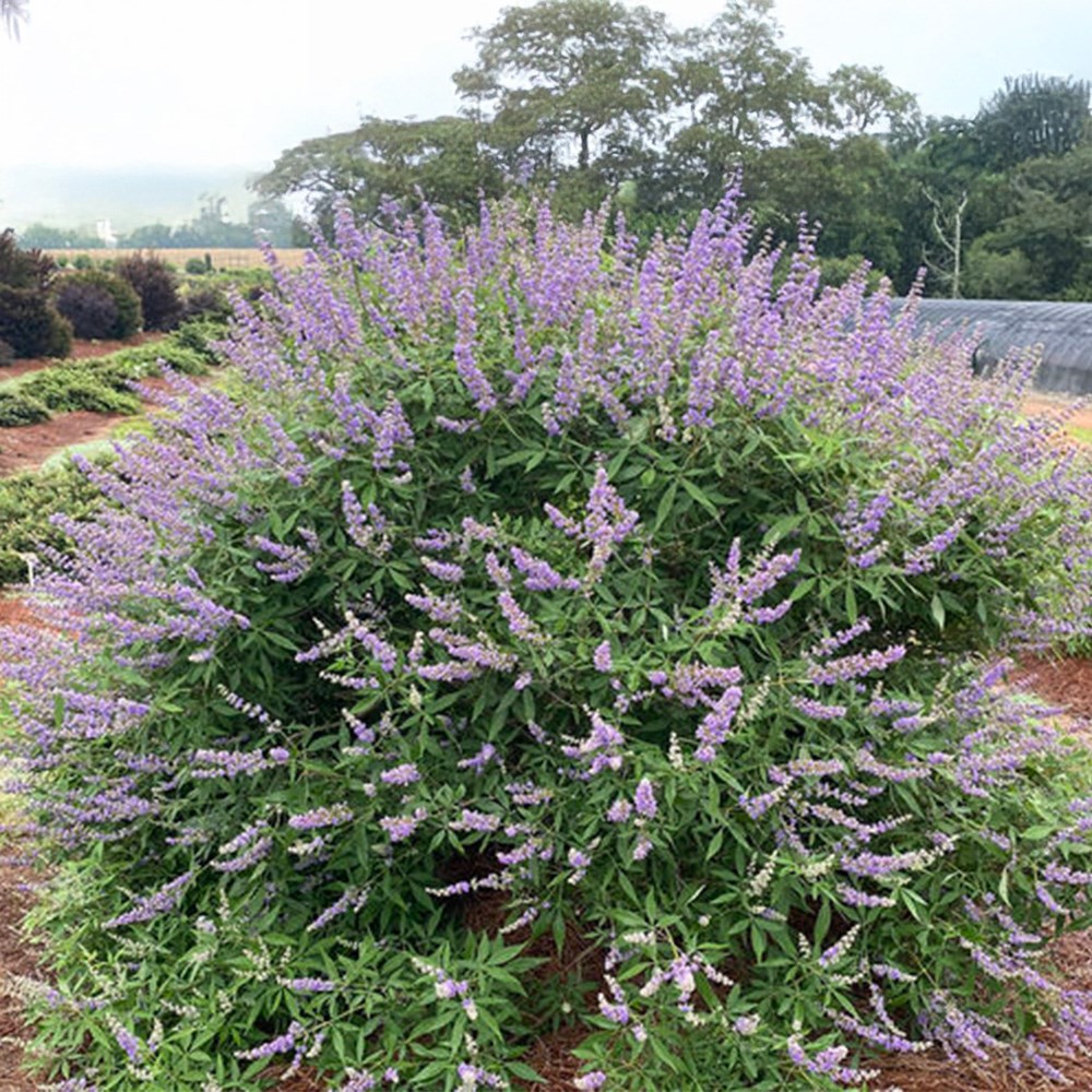<i>Vitex agnus-castus</i> 'Queen Bee'