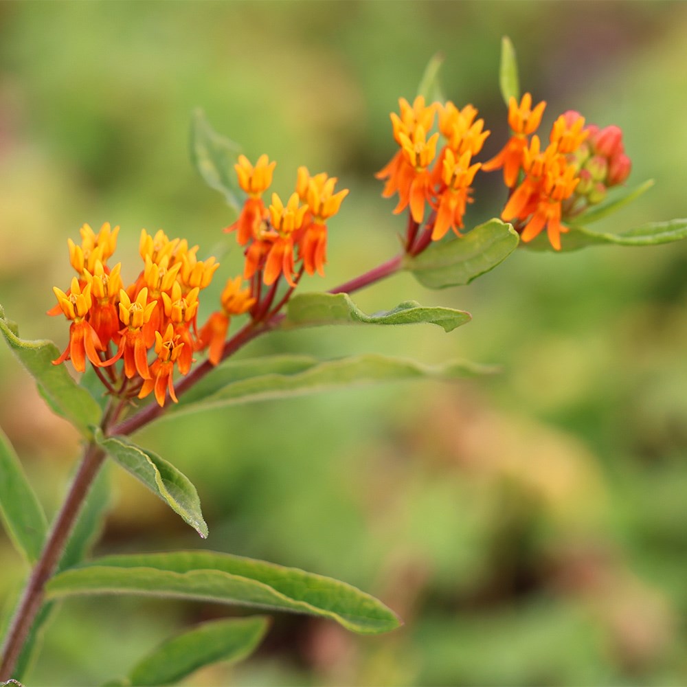 <i>Asclepias tuberosa</i> 