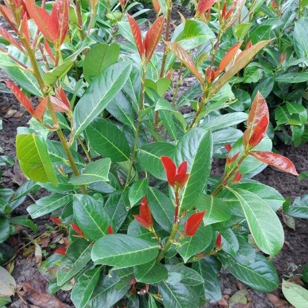 <i>Prunus laurocerasus</i> 'On Fire' (PBR)