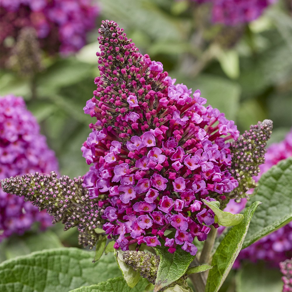 <i>Buddleja</i> <b class=small-caps>Little Rock Stars Red</i> ('Botex 009') (PBR)