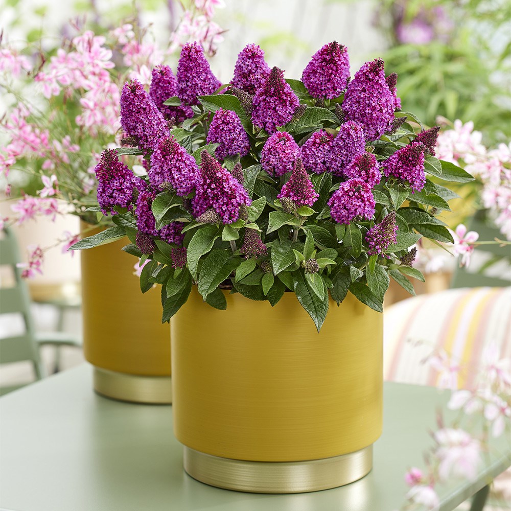 <i>Buddleja</i> <b class=small-caps>Little Rock Stars Red</i> ('Botex 009') (PBR)