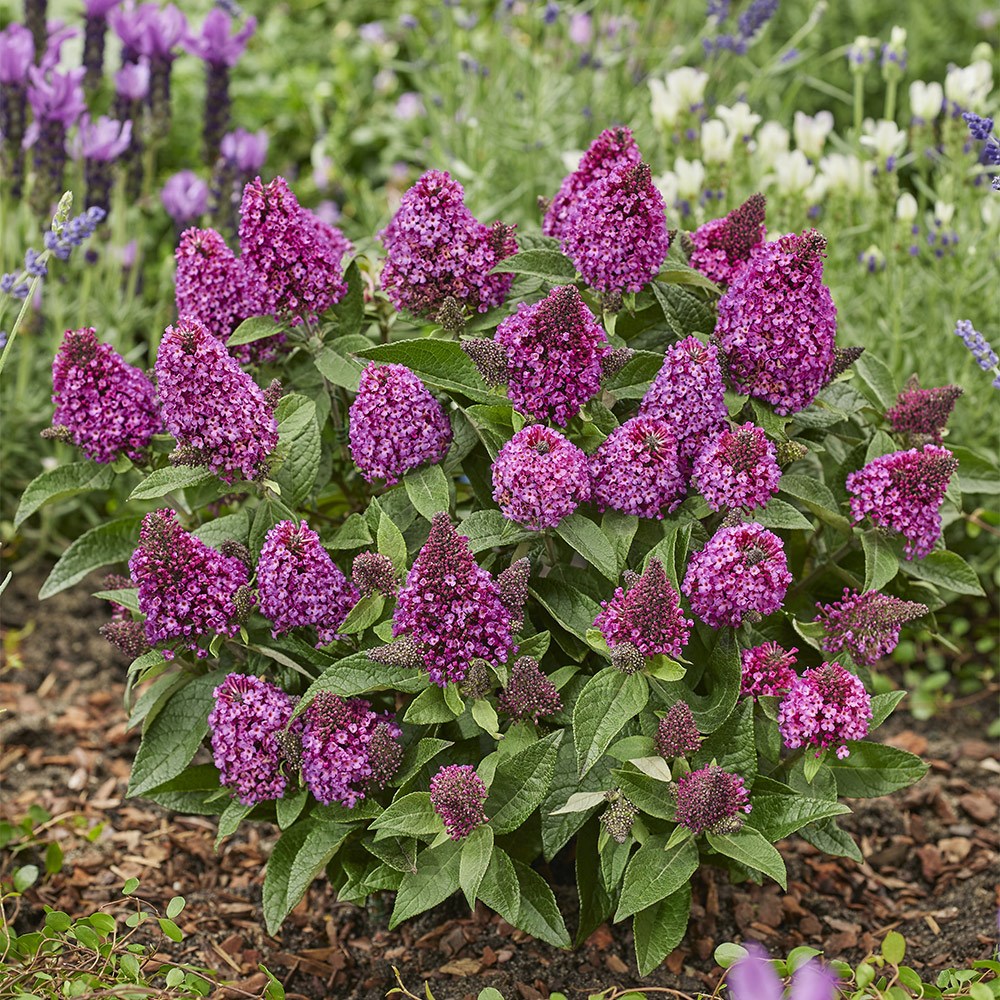 <i>Buddleja</i> <b class=small-caps>Little Rock Stars Red</i> ('Botex 009') (PBR)