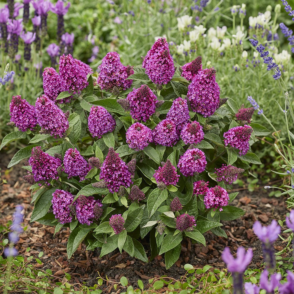 <i>Buddleja</i> <b class=small-caps>Little Rock Stars Red</i> ('Botex 009') (PBR)