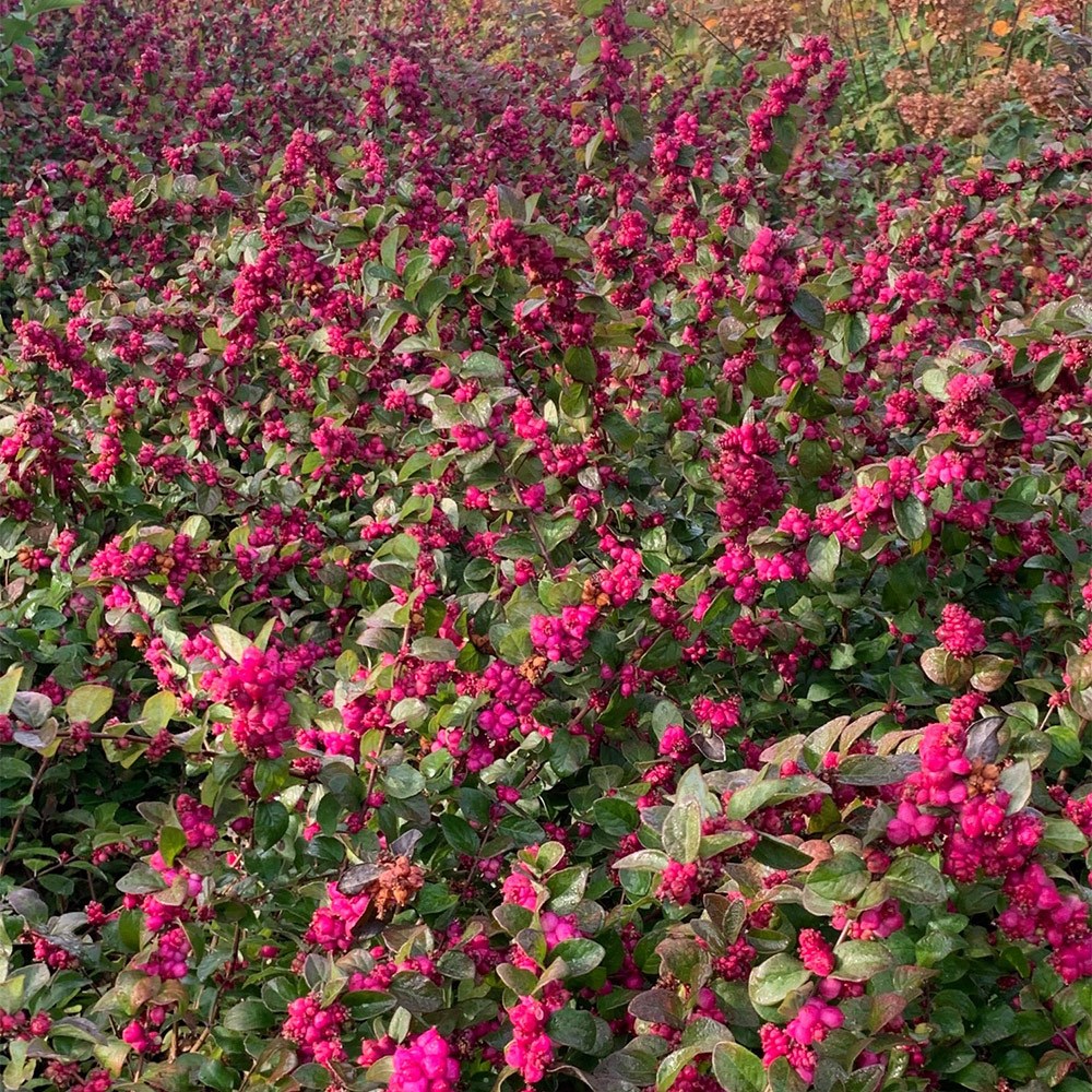 <i>Symphoricarpos</i> <b class=small-caps>Little Berry</b> ('GRSYCHLB') (PBR)